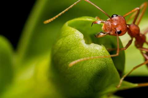 Ant Exterminator Anaheim: Effective Solutions For Ant Problems In California