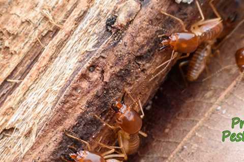 Termite Inspection Simi Valley Termite Control: How Often Should You Get Inspections?