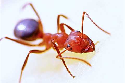 Ant Extermination Baton Rouge LA: Professional Pest Control For Ant Infestations In Louisiana