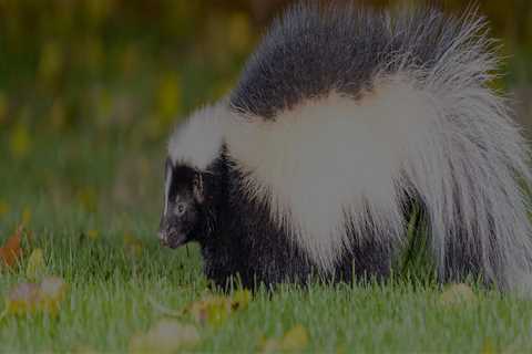 Skunk Removal San Antonio: Safely Handling Skunk Infestations