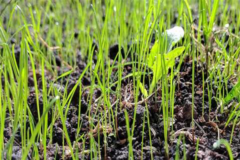 When should i plant grass seed in spring?