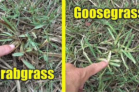 Lawn Weeds Goosegrass Crabgrass and Drought Watering Lawns