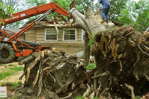 Standard post published to Baxter's Tree Service at August 13 2023 16:00