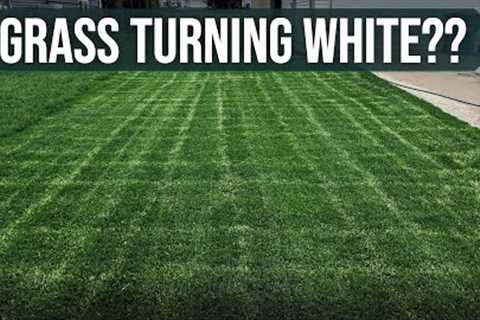 Why Is My Lawn Turning WHITE??