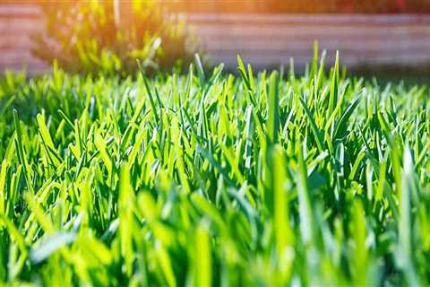 How do you maintain a perfect lawn?