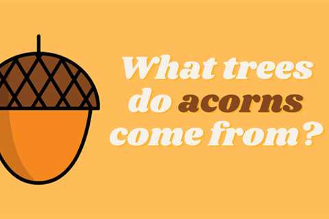 What trees do acorns come from?