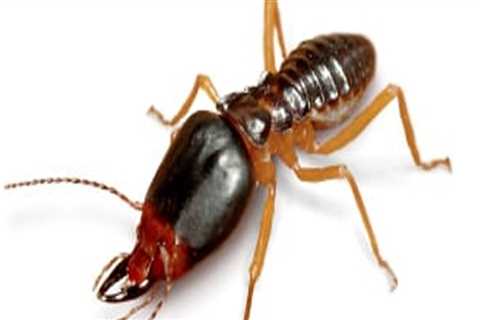 The Most Difficult Pests to Treat with Pest Control in Fort Mill SC