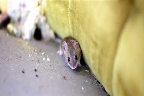 What can i put down to keep rodents away?