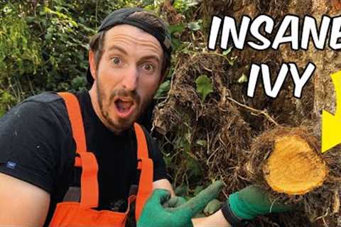 Insane Ivy PEELED Off Of This Wall | Satisfying Yard Clearance | PART 2