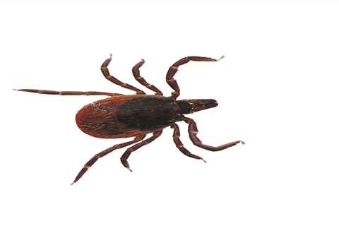 NIAID funds Post-Treatment Lyme Disease Syndrome research