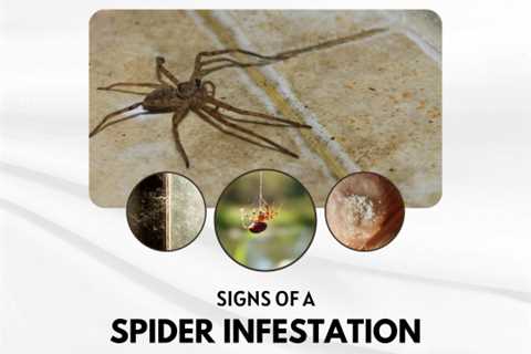 Signs of a Spider Infestation: What to Look For in Your Guelph Home