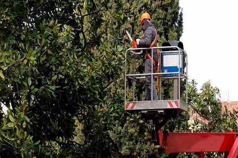 The Importance of Tree Maintenance Services in Fayetteville, Georgia