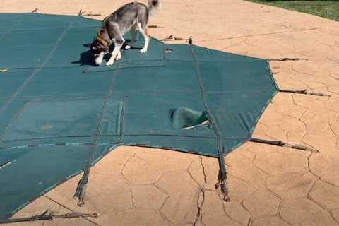 Viral Video Shows How Destructive Dogs Can Be To Pool Covers