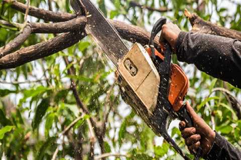 Residential Tree Removal: What You Need to Know