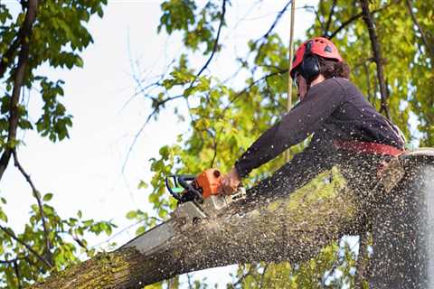 Residential Tree Removal: Should You DIY or Hire a Professional?