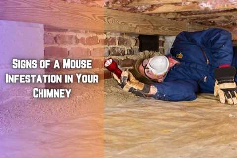 Oakville Pest Control: 5 Signs You Have a Mouse Infestation in Your Chimney