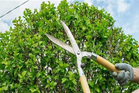 Tree Trimming and Pruning