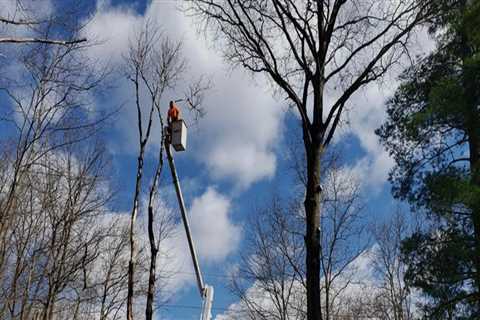 The Average Cost of Tree Services