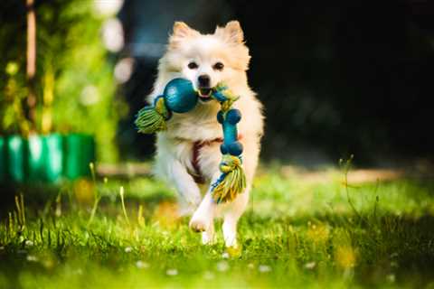 Why a Hidden Fence is Every Auckland Dog Owner's Secret Weapon - Real Fencing