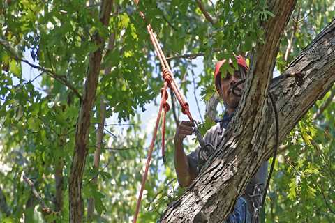 Maintaining Healthy Trees In Ellisville: The Role Of Tree Care Services