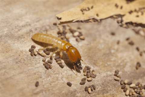 Termite Treatment Bayport West  - Emergency Residential Pest Control