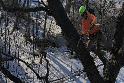 St. Louis Arborist Services: The Importance of Tree Risk Assessments