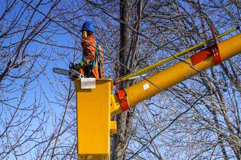 St. Louis Arborist Services: The Importance of Tree Cabling and Bracing