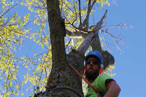 Finding a Reputable Arborist in St. Louis