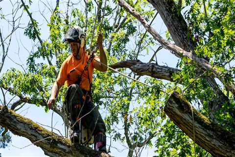 The Importance of Tree Care Services in Garland, Texas