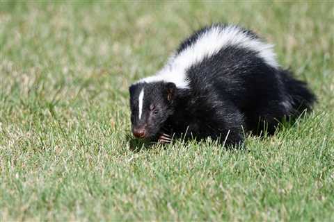 Average Cost Of Skunk Removal: What To Expect For Professional Services