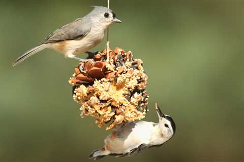 Craft Your Own Pinecone Bird Feeder for a Patio Paradise