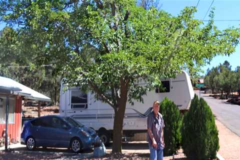 From Pruning To Preservation: Tree Care Services In Phoenix