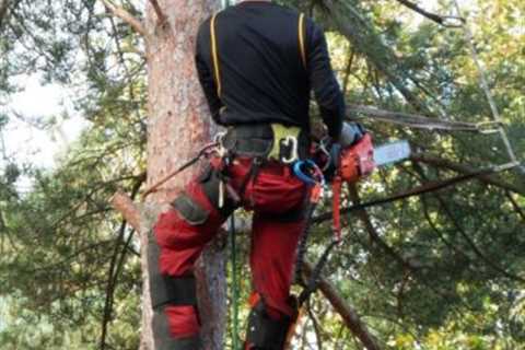 Tree Surgeon Little Eccleston