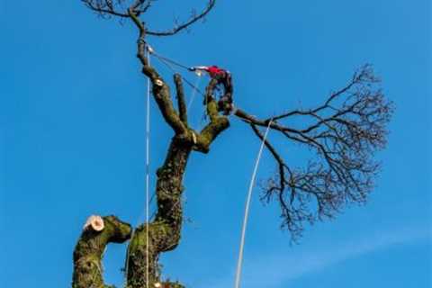 Tree Surgeon Moor Side