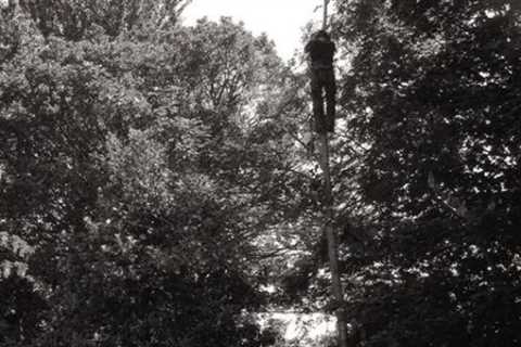 Tree Surgeon Moss Side