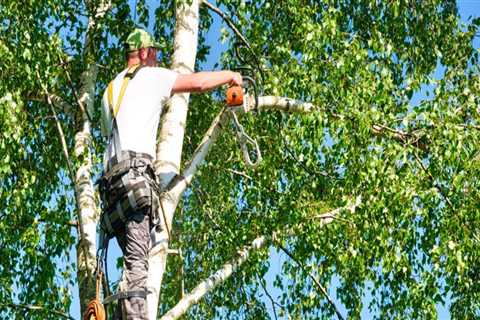 The Importance of Regular Tree Care Services