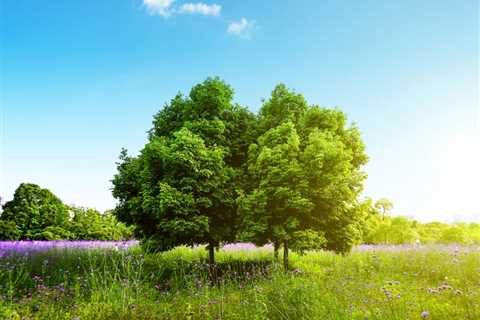 THE SCIENCE BEHIND HOW TREES PROVIDE SHADE | Family Law Attorney Utah