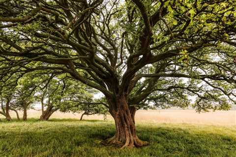 THE SCIENCE BEHIND HOW TREES PROVIDE SHADE