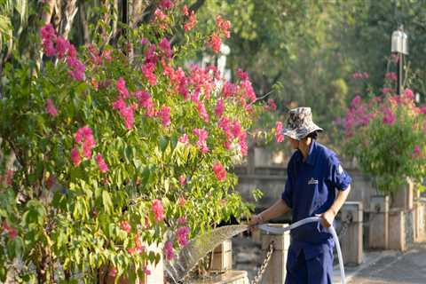 Elevate Your Landscape: Top Tree Maintenance Services In Wesley Chapel