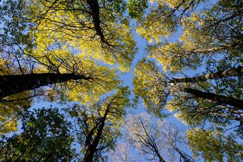 THE DANGERS OF NOT REMOVING DEAD OR DISEASED TREES