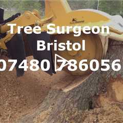 Tree Surgeon Bristol 24 hour Tree Surgery Stump Removal Root Removal & Other Tree Services