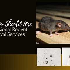4 Clear Signs There Are Rodents Invading Your Home