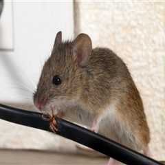 How do you repel rodents?