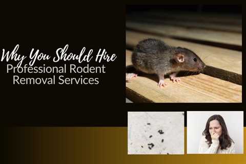 4 Clear Signs There Are Rodents Invading Your Home