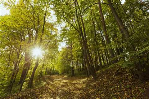 THE SCIENCE BEHIND HOW TREES COMMUNICATE