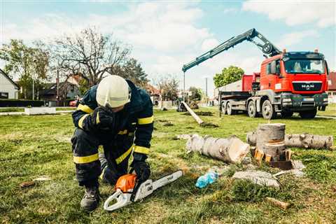 Who is Responsible for Tree Removal?