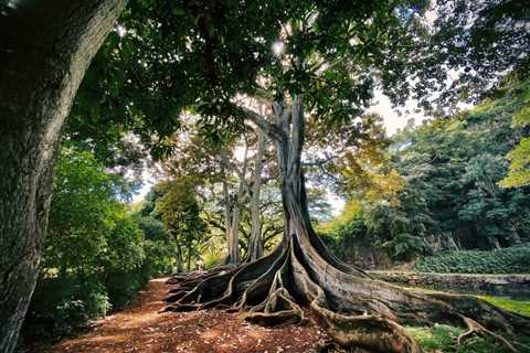 How to Remove Roots After Tree Removal? | Family Law Attorney Utah