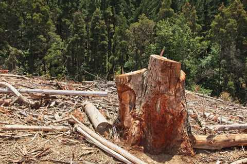 How Much Tree Stump Removal?