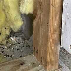 Keeping Pests Away From Your New Hardwood Flooring With Rodent Control Services In Houston