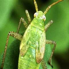 What is the best method in managing insect pests?
